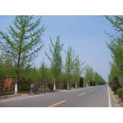 武昌园林绿化工程 道路园林绿化工程 龙胜物业 优质商家