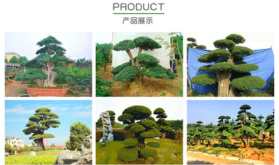 工程用对节白蜡树桩价格-莱芜工程用对节白蜡树桩-红宇园林绿化